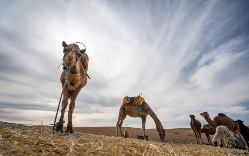 From Marrakech: Agafay Desert Tour With Lunch and Camel Ride - Hotel Pickup and Drop-off