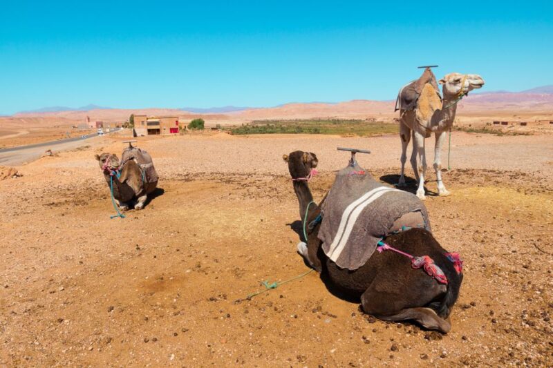 From Marrakech: Atlas Mountains Day Trip With Camel Ride - Key Points