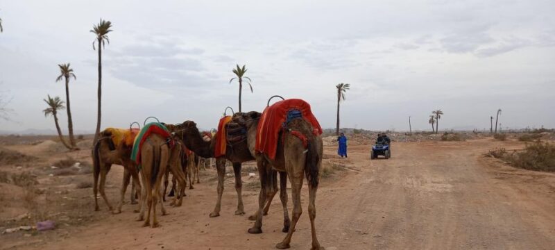 From Marrakech: Camel Ride in the Oasis Palmeraie Grove - Experience Highlights
