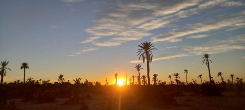 From Marrakech: Camel Ride in the Oasis Palmeraie Grove - Inclusions and Transportation