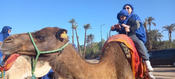 From Marrakech: Camel Ride in the Oasis Palmeraie Grove - Customer Feedback