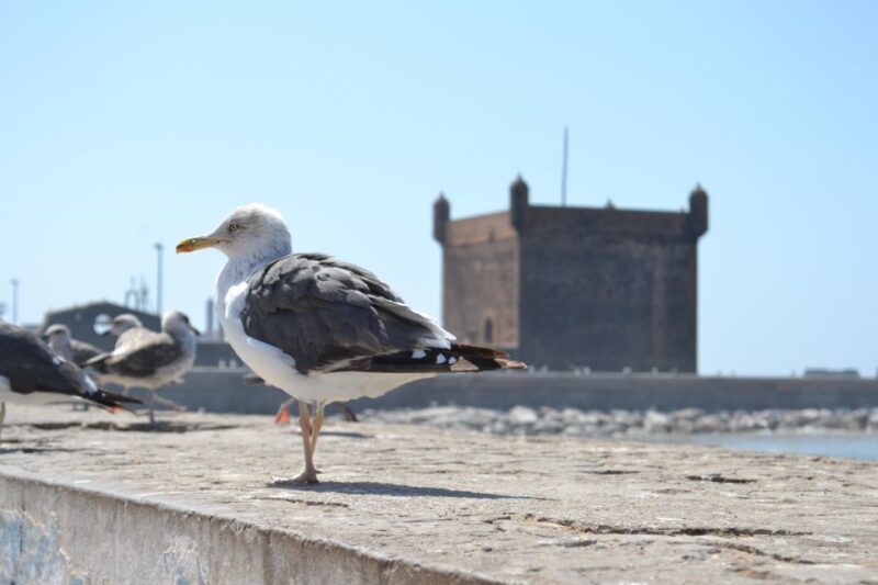 From Marrakech: Day Trip to the Coastal Town of Essaouira - Exploration Details