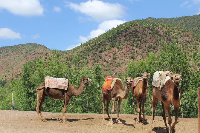 From Marrakech: Desert Agafay & Atlas Mountains Full-Day Trip - Taking in Berber Culture
