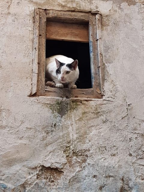 From Marrakech: Essaouira Coastal City Day Trip - Key Points