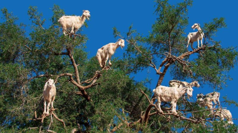 From Marrakech: Essaouira Full-Day Trip - Transportation Amenities