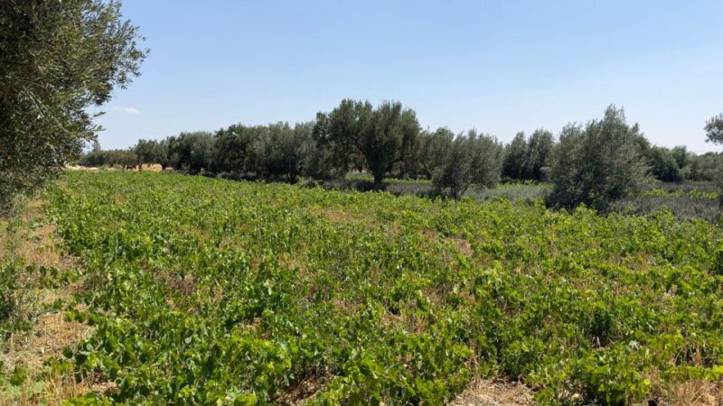 From Marrakech: Essaouira Full-Day Trip With Wine & Lunch - Key Points