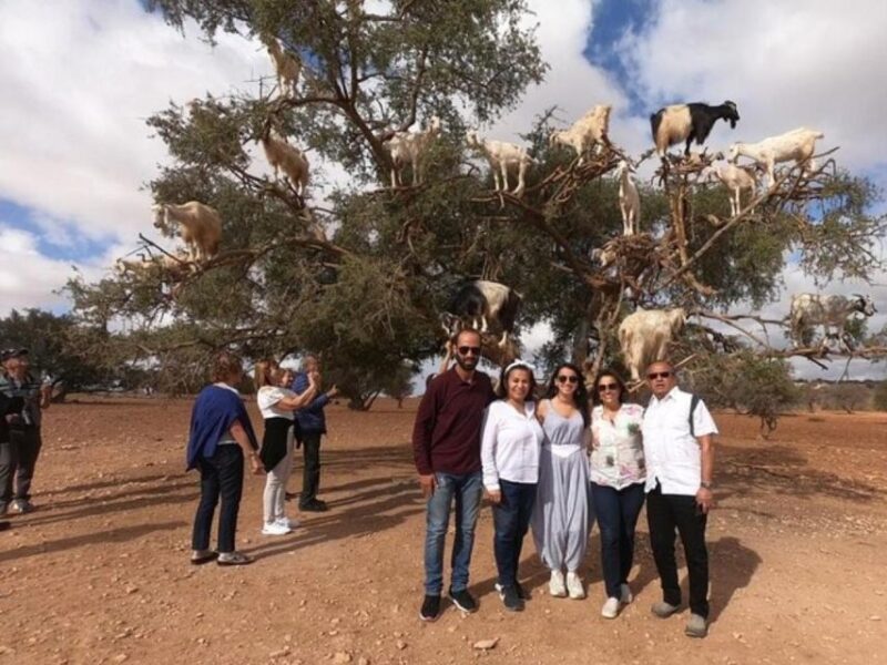 From Marrakech: Full-Day Excursion to Essaouira and Mogado - Highlights and Activities in Essaouira