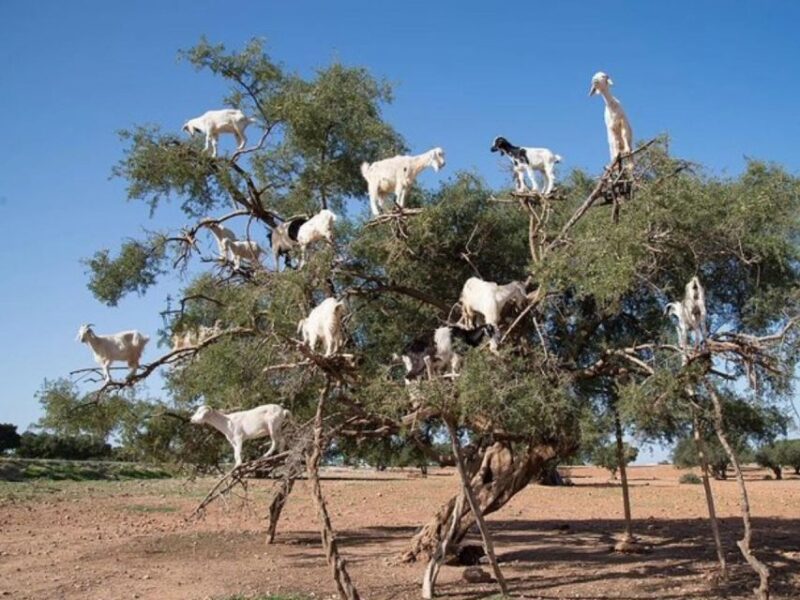 From Marrakech: Full-Day Excursion to Essaouira and Mogado - Customer Reviews and Ratings