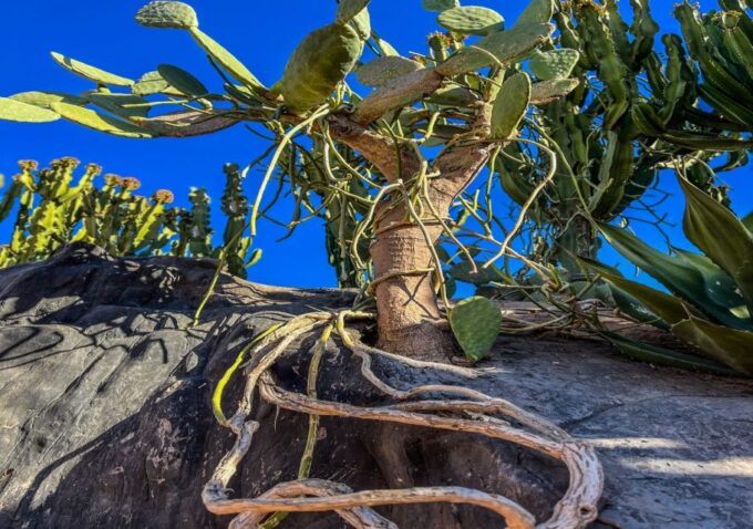 From Marrakech: Full-Day Trip to Agadir - Exploring Crocoparc and Agadir