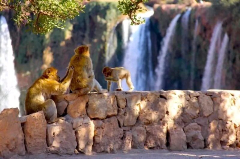 From Marrakech: Guided Ouzoud Waterfalls Tour With Boat Ride - Itinerary Details