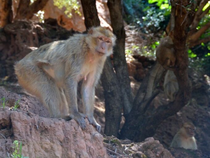 From Marrakech: Guided Trip to Ouzoud Waterfalls & Boat Ride - Included Services