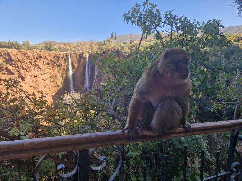From Marrakech: Ouzoud Waterfalls Day Trip and Boat Ride - Itinerary Details