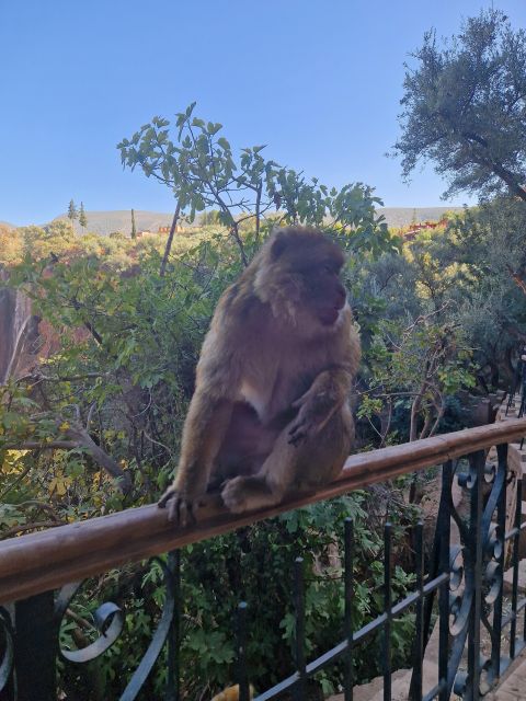 From Marrakech: Ouzoud Waterfalls Day Trip and Boat Ride - Pickup and Transportation