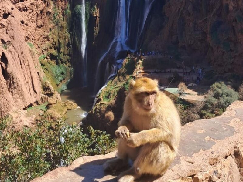 From Marrakech: Ouzoud Waterfalls Day Trip With Boat Tour - Key Points