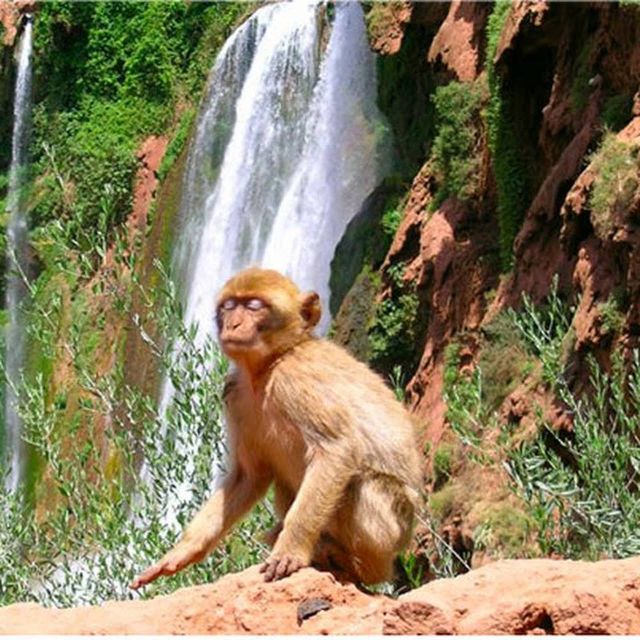 From Marrakech: Ouzoud Waterfalls Guided Hike and Boat Tour - Lunch Details