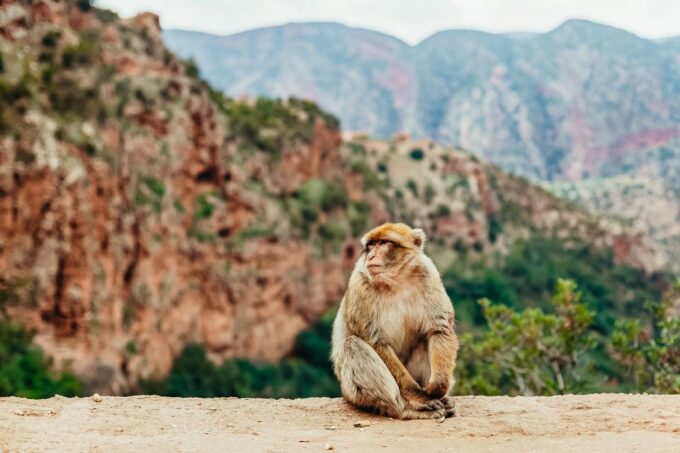 From Marrakech: Ouzoud Waterfalls Guided Hike and Boat Trip - Guided Hike Through Olive Groves