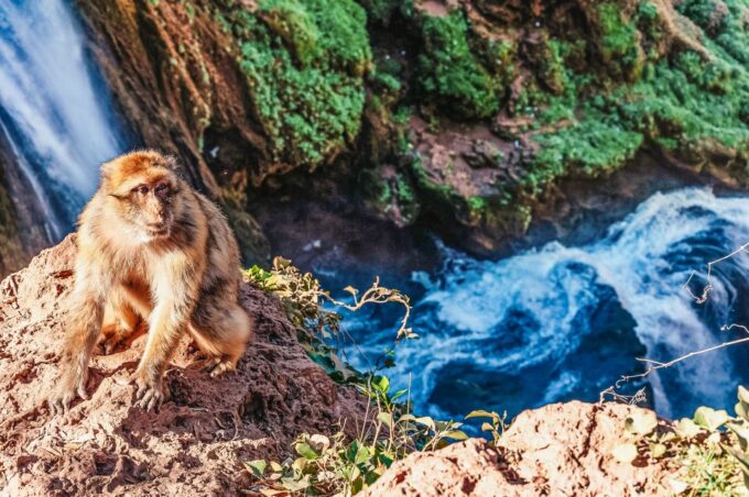 From Marrakech: Ouzoud Waterfalls Guided Hike and Boat Trip - Boat Ride for Close-up Views