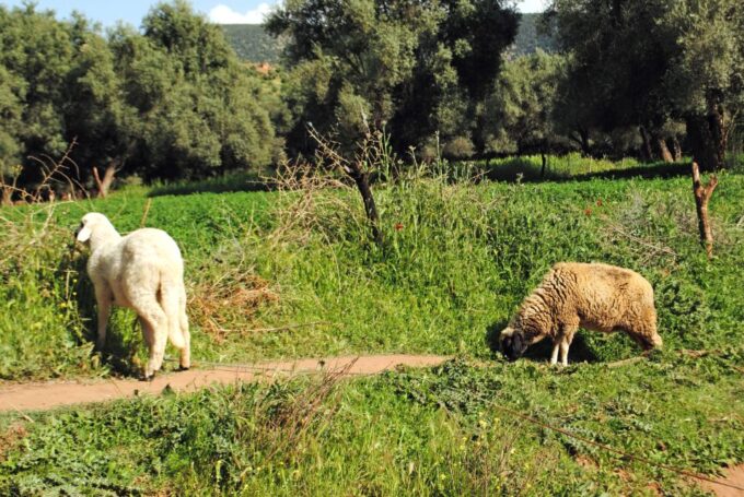 From Marrakech: Ouzoud Waterfalls Guided Tour & Boat Ride - Additional Information