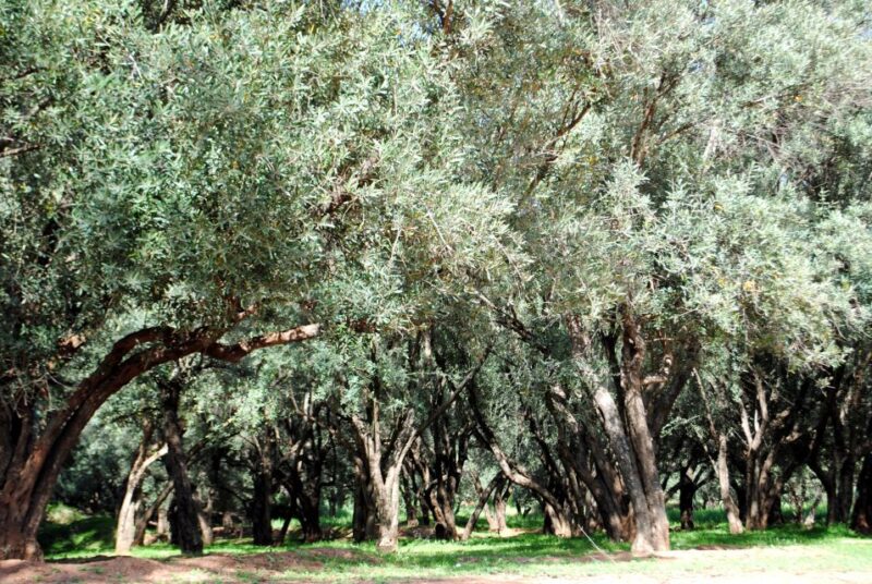 From Marrakech: Ouzoud Waterfalls Guided Tour & Boat Ride - Key Points