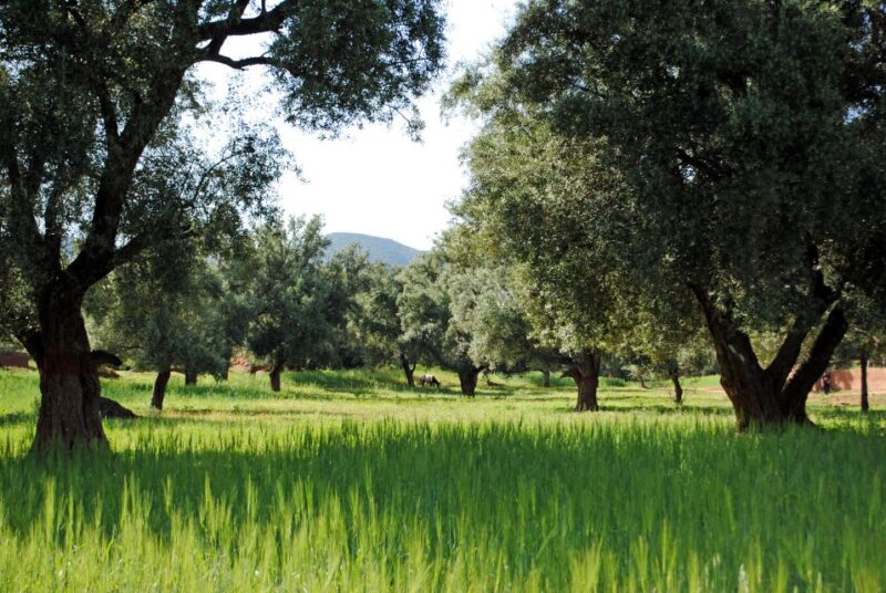 From Marrakech: Ouzoud Waterfalls Guided Tour & Boat Ride - Booking Information