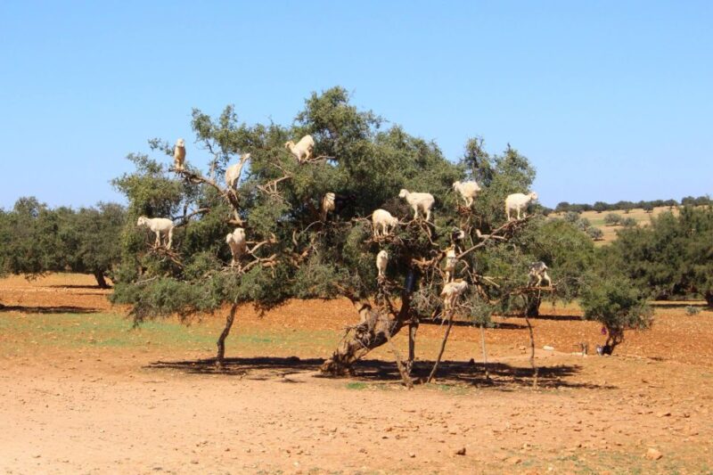 From Marrakech to Essaouira Coast Day Tour - Cancellation and Payment