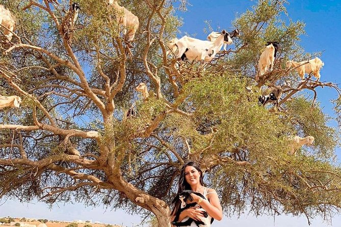 From Marrakech To Essaouira Mogador Full Day Trip | Small-group - Highlights of the Tour