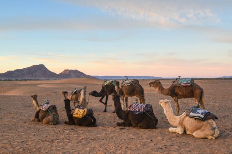 From Marrakesh: 2-Day Desert Zagoura Tour - Overnight Desert Campsite
