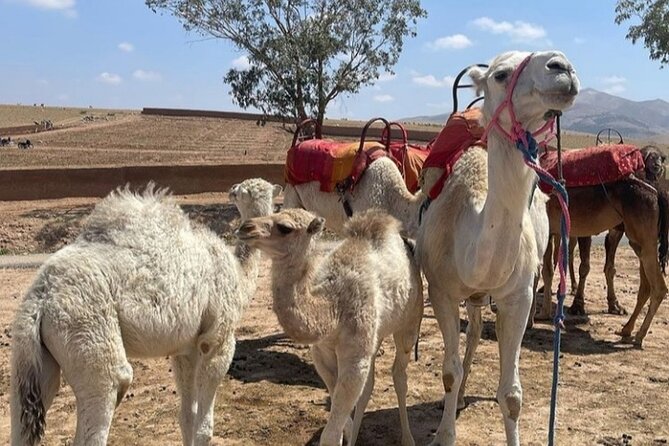 From Marrakesh: 4-Day Private Atlas Mountains & Desert Tour - Camel Ride on Merzouga Desert