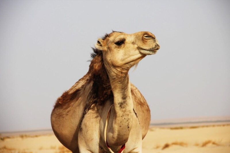 From Marrakesh: Atlas Mountains in Imlil Day Trip With Lunch - Itinerary Highlights