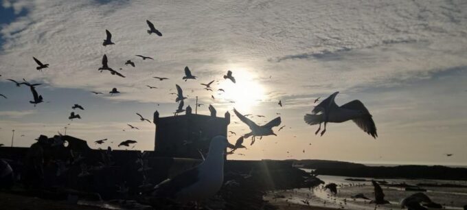 From Marrakesh : Essaouira Full-Day Trip - Customer Reviews