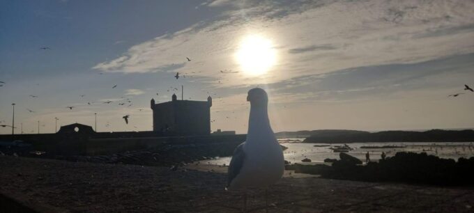 From Marrakesh : Essaouira Full-Day Trip - Scenic Drive to Essaouira