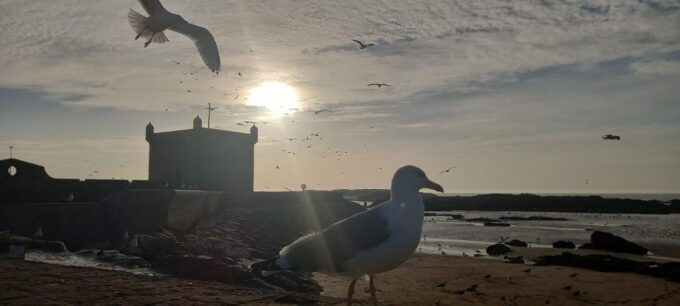 From Marrakesh : Essaouira Full-Day Trip - Exploring the Medina
