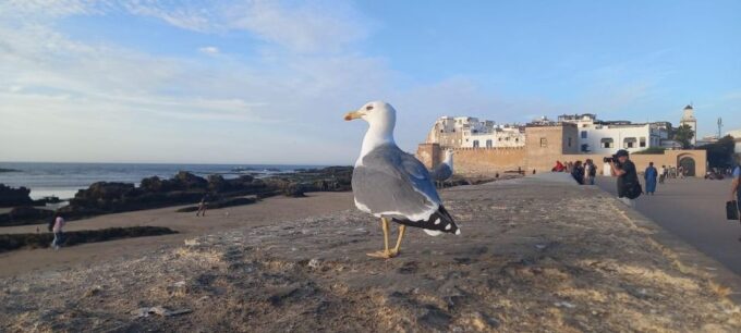 From Marrakesh : Essaouira Full-Day Trip - Frequently Asked Questions