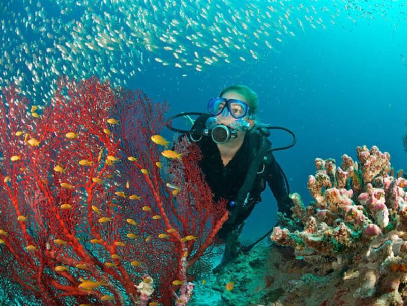 From Marsa Alam: Beginners Scuba Diving Day-Trip With Lunch - Key Points
