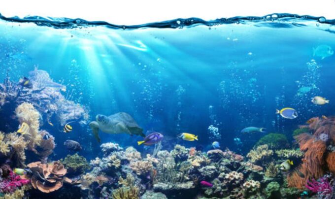 From Marsa Alam: Beginners Scuba Diving Day-Trip With Lunch - Recommended Items