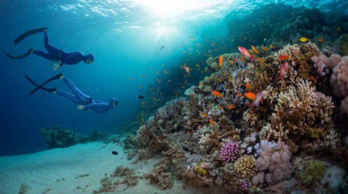 From Marsa Alam: Beginners Scuba Diving Day-Trip With Lunch - Ratings and Reviews