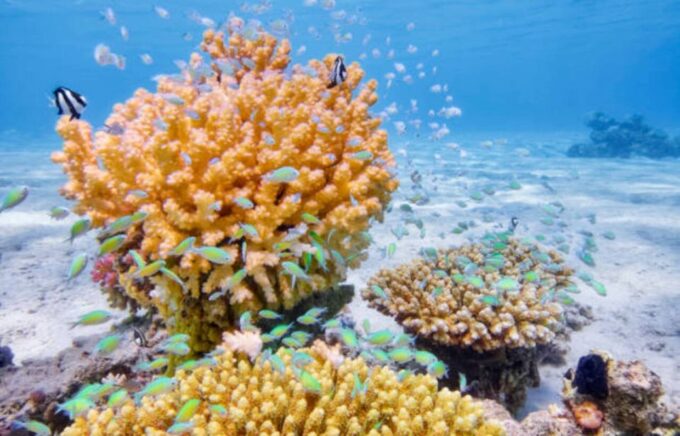 From Marsa Alam: Beginners Scuba Diving Day-Trip With Lunch - Important Considerations