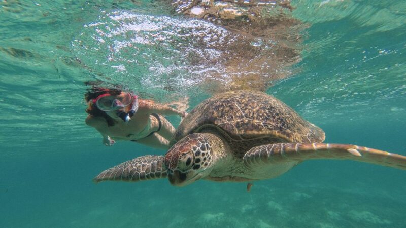From Marsa Alam: Marsa Mubarak Sea Snorkeling Boat Trip - Key Points
