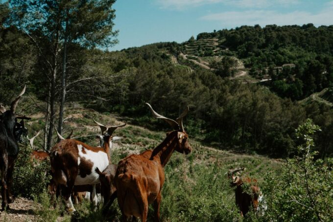 From Marseille: Aix En Provence Wine and Cheese Tour - Frequently Asked Questions