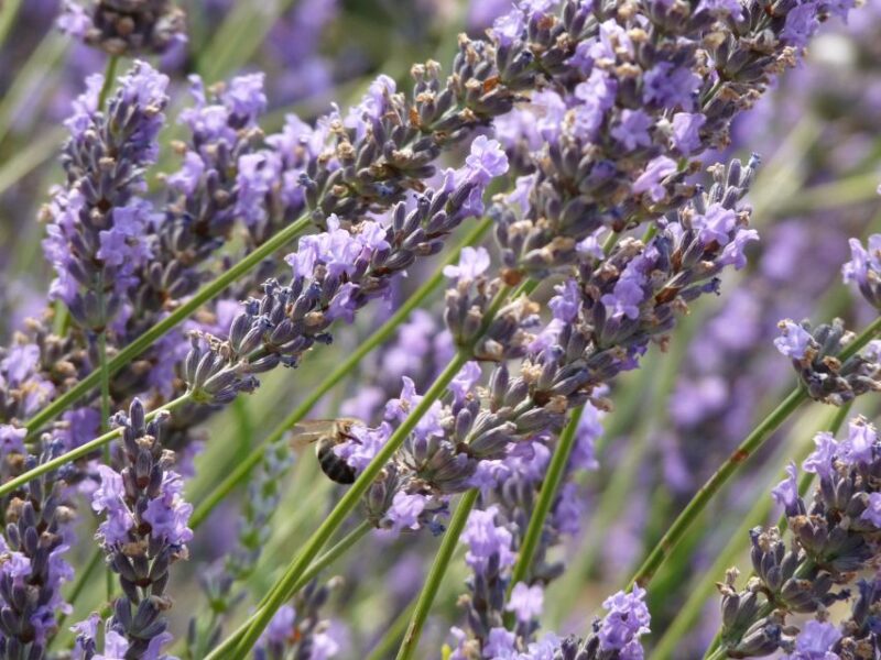 From Marseille Cruise Port : Valensole Lavender - Discovering Lavender Properties and Essential Oils