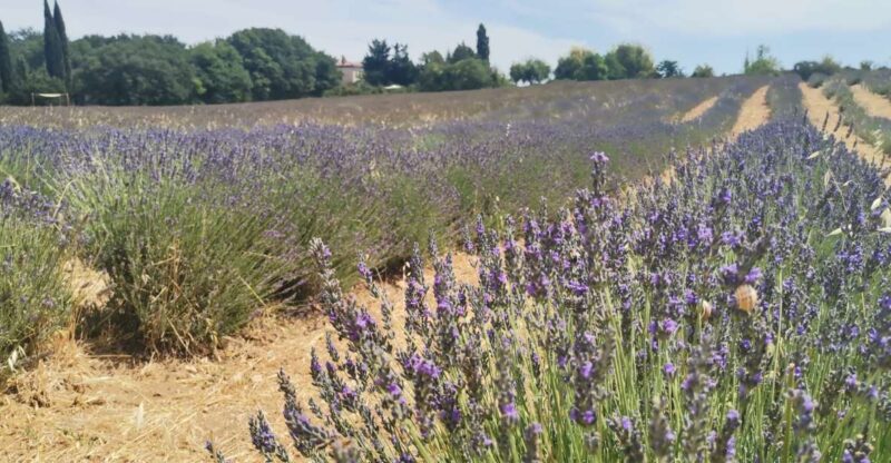 From Marseille: Customizable Private Day Tour of Provence - Explore Marseilles Historic Neighborhoods