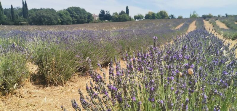From Marseille: Customizable Private Day Tour of Provence - Hike the Calanques National Park