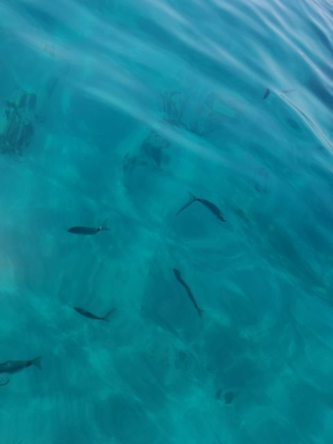 From Marseille: Frioul Islands Boat Tour With Swim Stop - Duration and Schedule