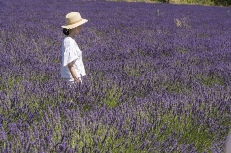 From Marseille: Lavender Full-Day Trip to Sault - Tour a Lavender Producer