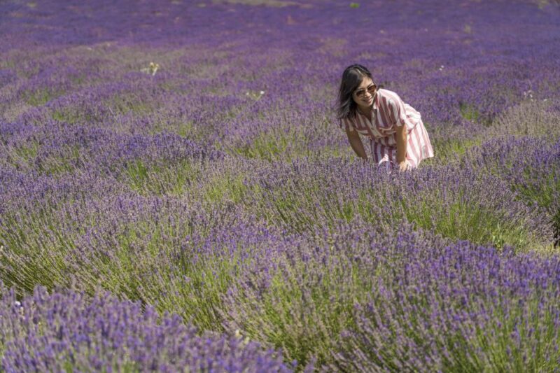 From Marseille: Valensole Lavender Full-Day Tour - Key Points