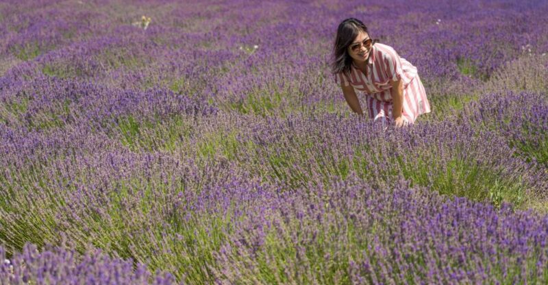 From Marseille: Valensole Lavender Full-Day Tour - Important Information