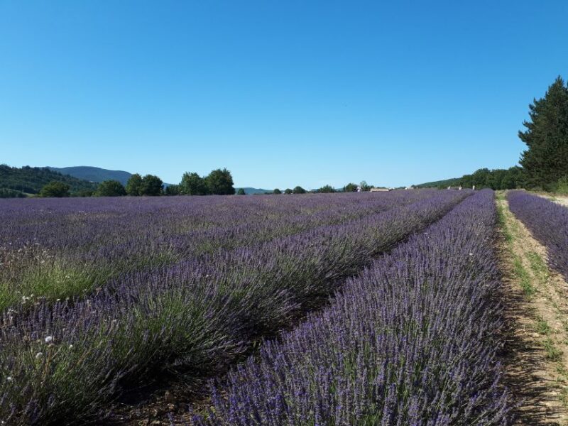 From Marseille: Valensole Lavenders Tour From Cruise Port - Group Size and Mobility