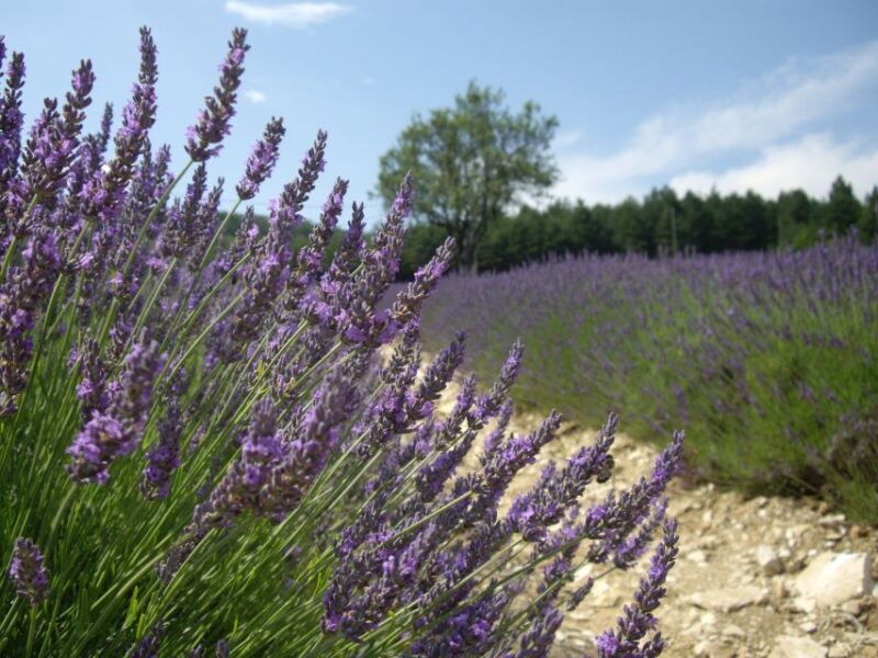 From Marseille: Valensole Lavenders Tour From Cruise Port - Lavender Field Highlights