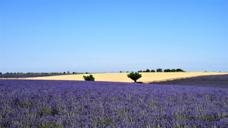 From Marseille: Valensole Lavenders Tour From Cruise Port - Cruise Port Pickup and Drop-off