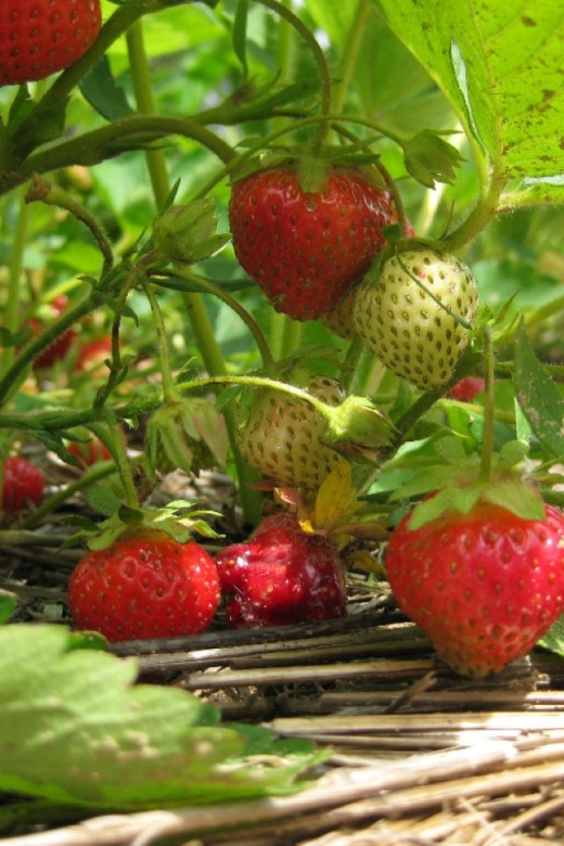 From Mattituck: North Fork Area Bike Tour With Food Tasting - Experience and Features